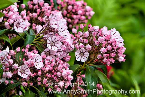 Mountain Laurel